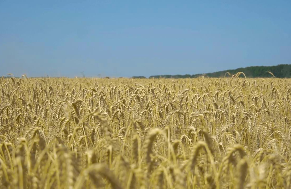 Вісті з Полтави - Жнива у розпалі: в агрофірмах «Астарти-Київ» триває збір ранніх зернових
