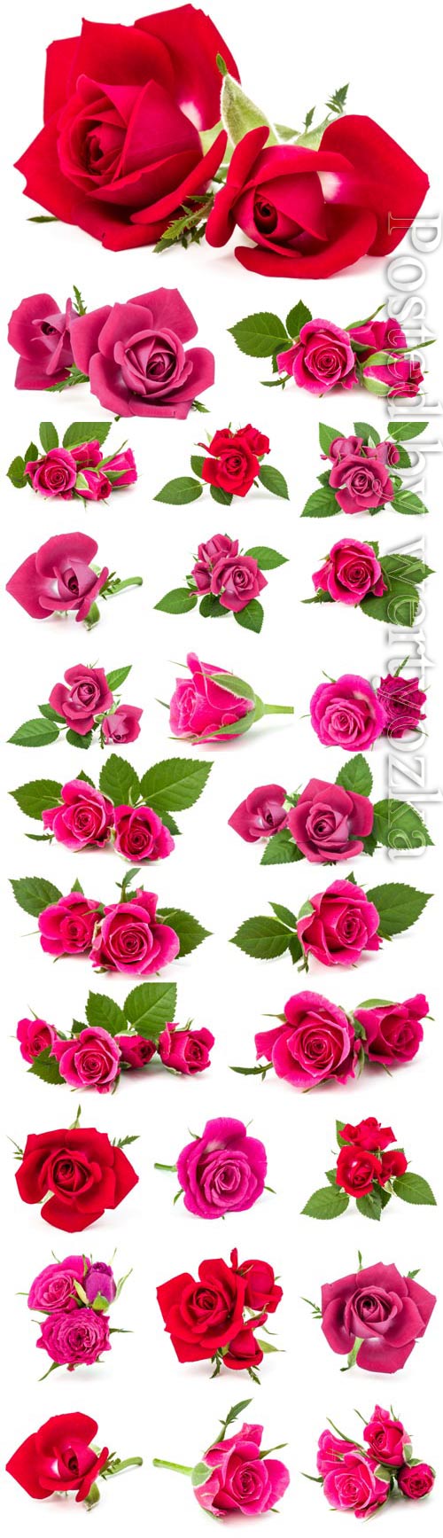 Red and pink roses on white background stock photo