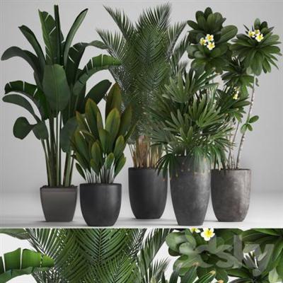 3DSky   Plant Collection 256