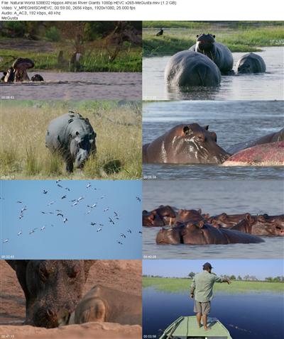 Natural World S38E02 Hippos Africas River Giants 1080p HEVC x265 