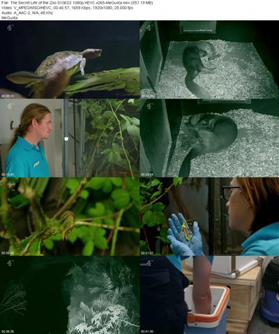 The Secret Life of the Zoo S10E02 1080p HEVC x265 