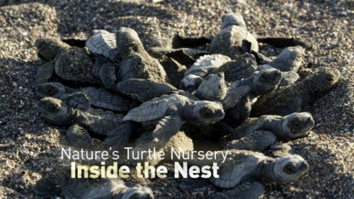 BBC - Nature's Turtle Nursery Secrets from the Nest (2018)