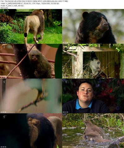 The Secret Life of the Zoo S10E03 1080p HEVC x265 