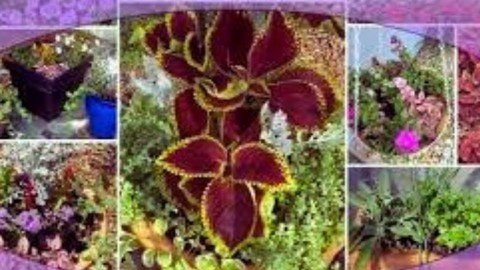 Udemy - Angiosperm  Flowering Plant