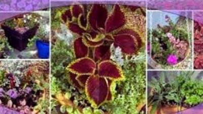 Angiosperm : Flowering Plant