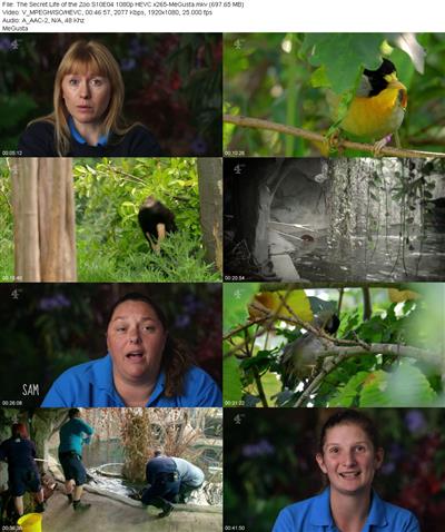 The Secret Life of the Zoo S10E04 1080p HEVC x265 
