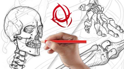 Udemy - Anatomy Art School Complete Skeleton Drawing Course