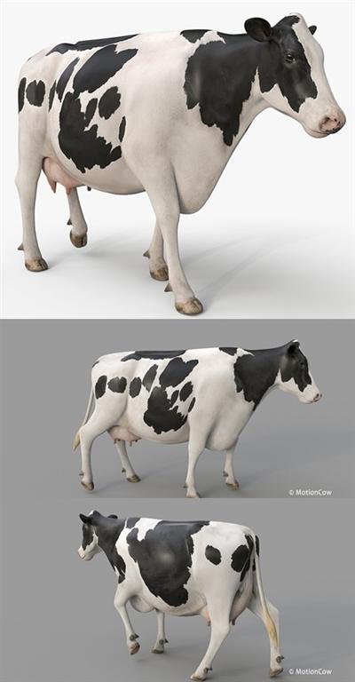 Turbosquid - Cow PRO Holstein