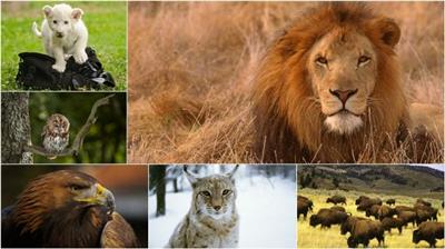 Wild Animal HD wallpaper (Pack 11)