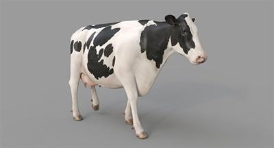 Turbosquid   Cow PRO Holstein 3D Model