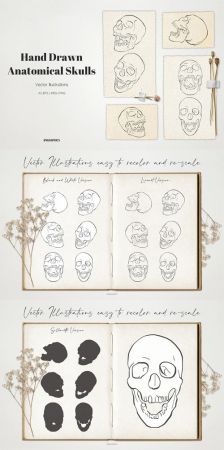 Anatomical Skulls   Hand Drawn Vector Illustrations