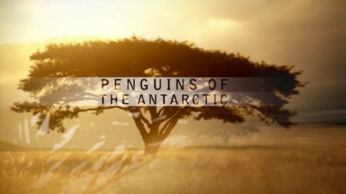 PBS Nature - Penguins of the Antarctic (2006)
