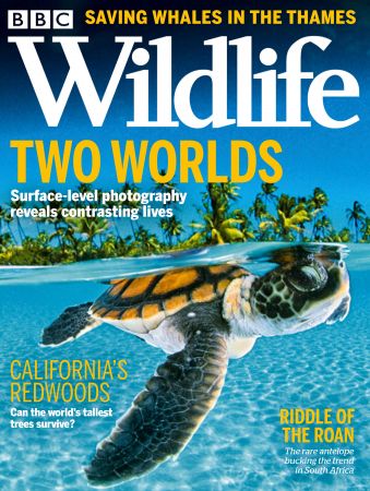 BBC Wildlife   October 2021