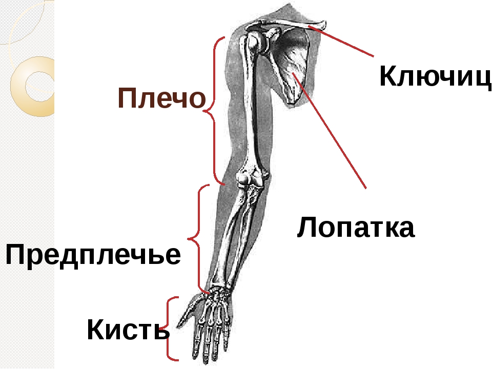 Плечо на схеме