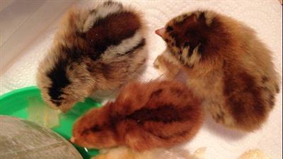 Getting Started with Chickens: from hatch to laying