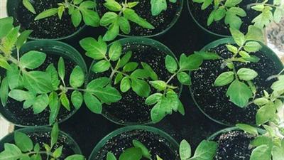 Grow Your Own Food: Starting Seedlings at Home