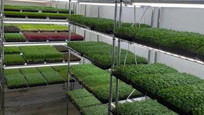 Grow microgreens for your family and business