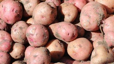 Growing Potatoes in your backyard garden