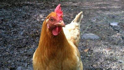 Raising Chickens in your Backyard: a sustainable food source