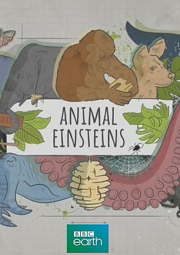 BBC: Эйнштейны от природы / Animal Einsteins [01-06 из 06] (2021) DVB | P2