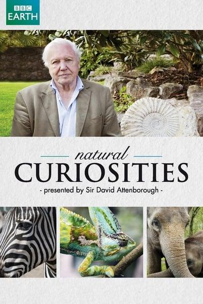 David Attenboroughs Natural Curiosities S04E01 1080p HEVC x265 