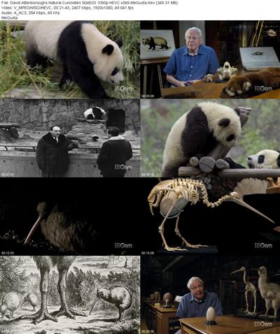 David Attenboroughs Natural Curiosities S04E03 1080p HEVC x265 