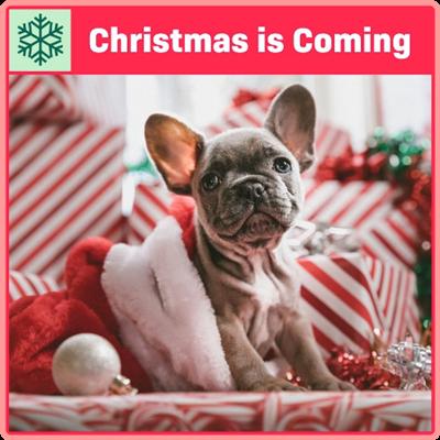 VA   Christmas Is Coming (2021) PMEDIA] ⭐️