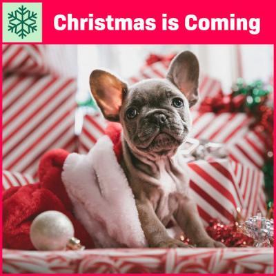 Various Artists   Christmas Is Coming (2021)