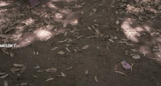 Мескитовое сердце (2019)