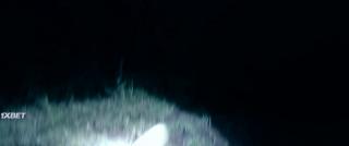 Маунт-Адамс (2021)