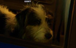 Лоботрясы (2021)