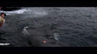 Игры с акулами (2021)