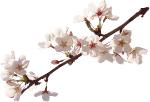 Etsy - 50 Blooming tree branch overlays