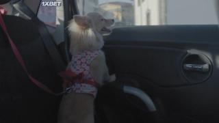 Я, компания (2021)