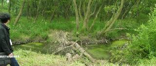 Стеклянный сад (2017)