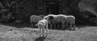 Армуган (2020)