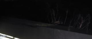 Страсть к румбе (2021)