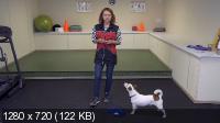 Собака: инструкция по применению (2021) Видеокурс